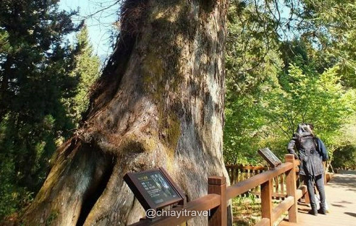 阿里山國家森林遊樂區巨木群步道